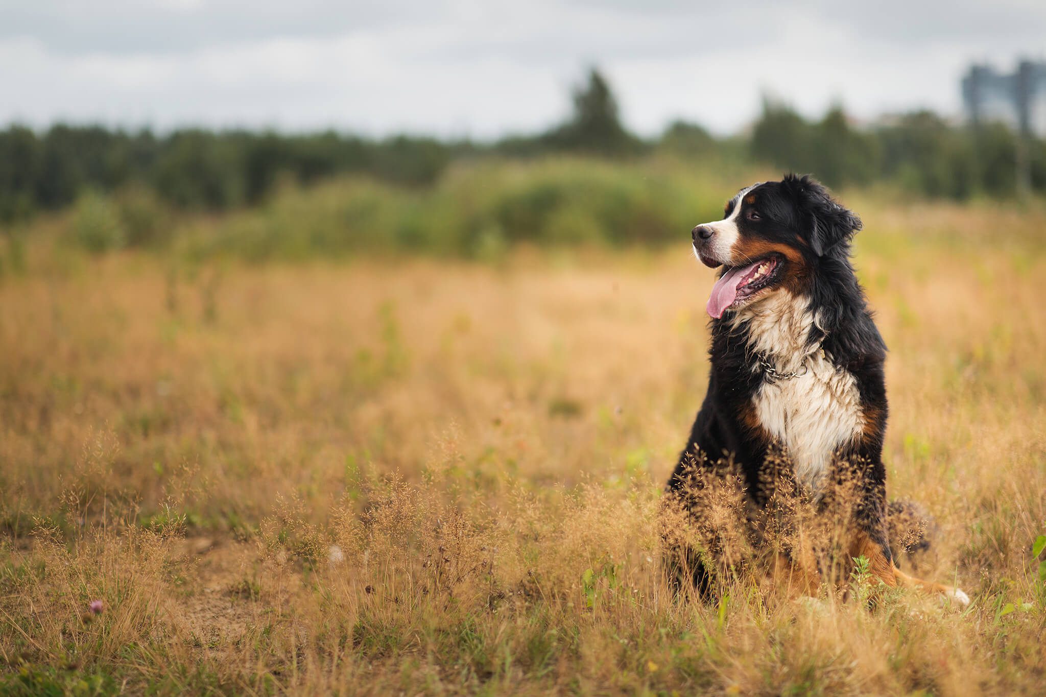 Bernese Mountain Dog In Field