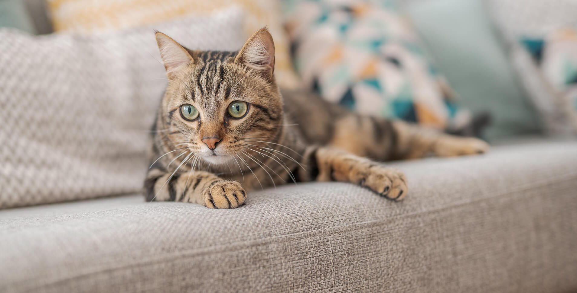 Striped Cat Sitting On Sofa