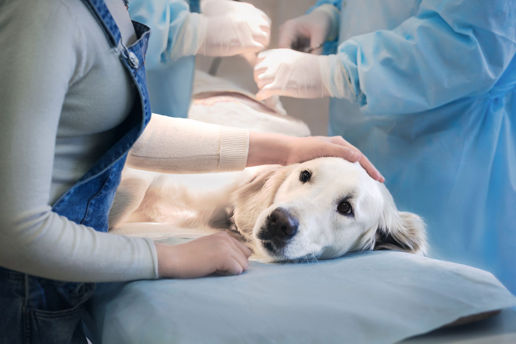White Dog On Table Consoled By Owner