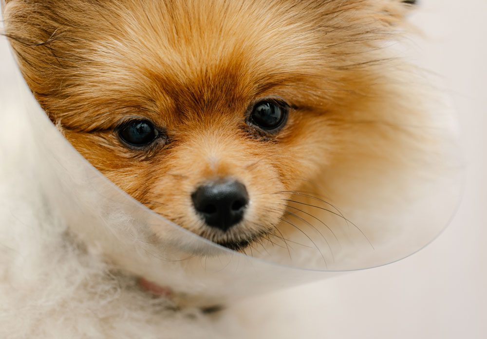 Pomeranian Dog Wearing Cone