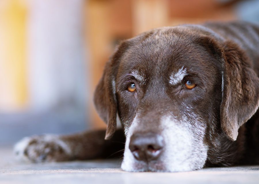 Senior Dog With Grey In Face Lying Down