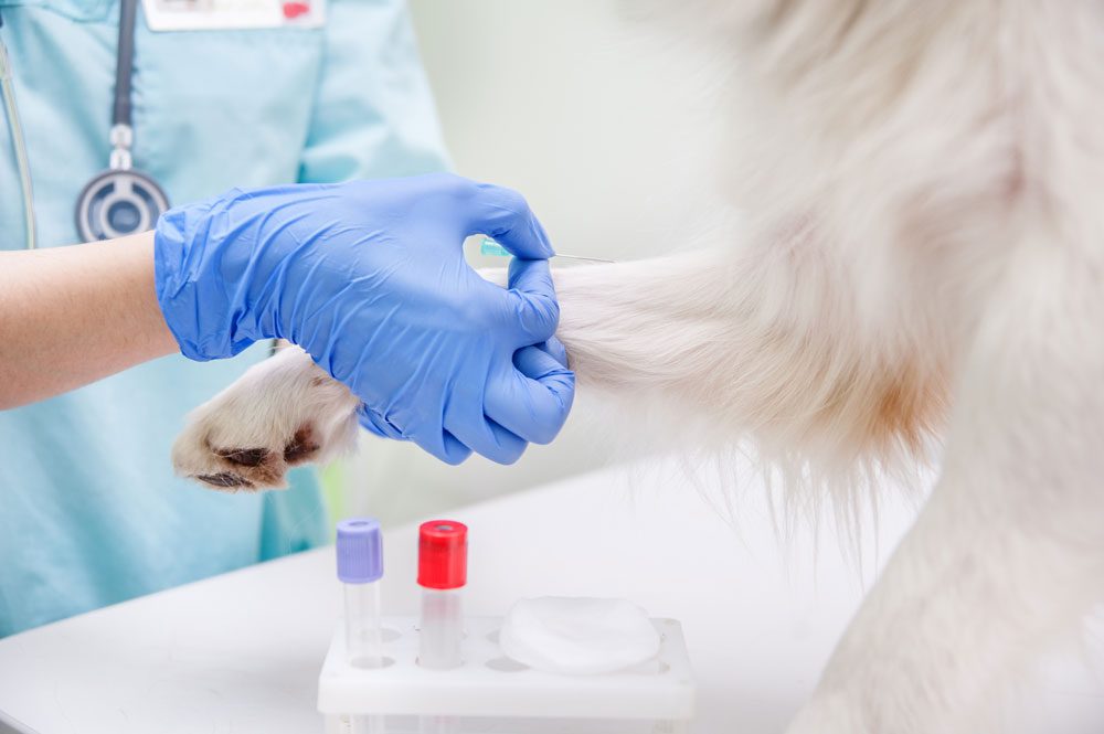 Vet Drawing Blood From Paw Of Dog