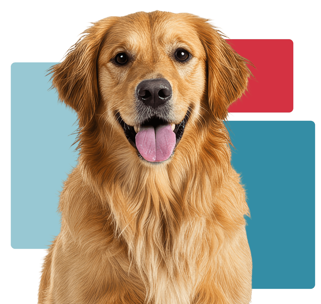 Happy Golden Retriever