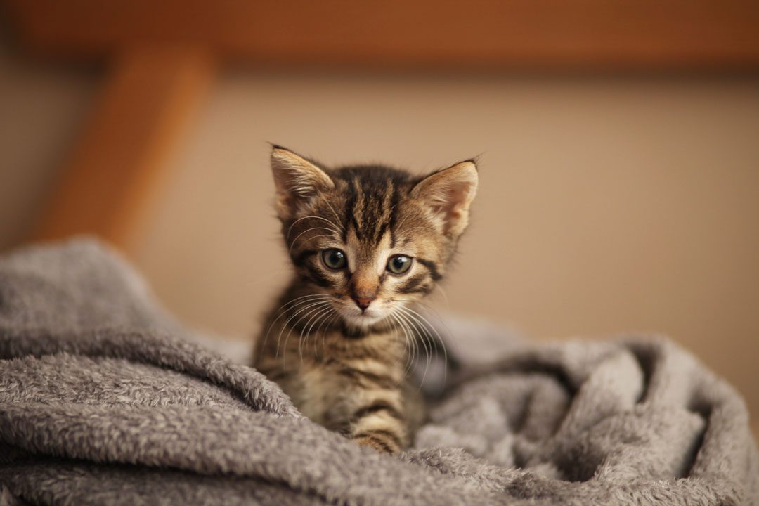 adorable brown kitten laying on a blanket