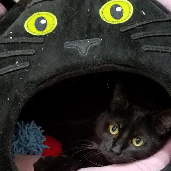 black cat with green eyes named Batman lying in cat bed that is shaped like a black cat