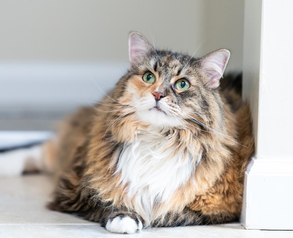 senior calico maine coon cat lying down indoors