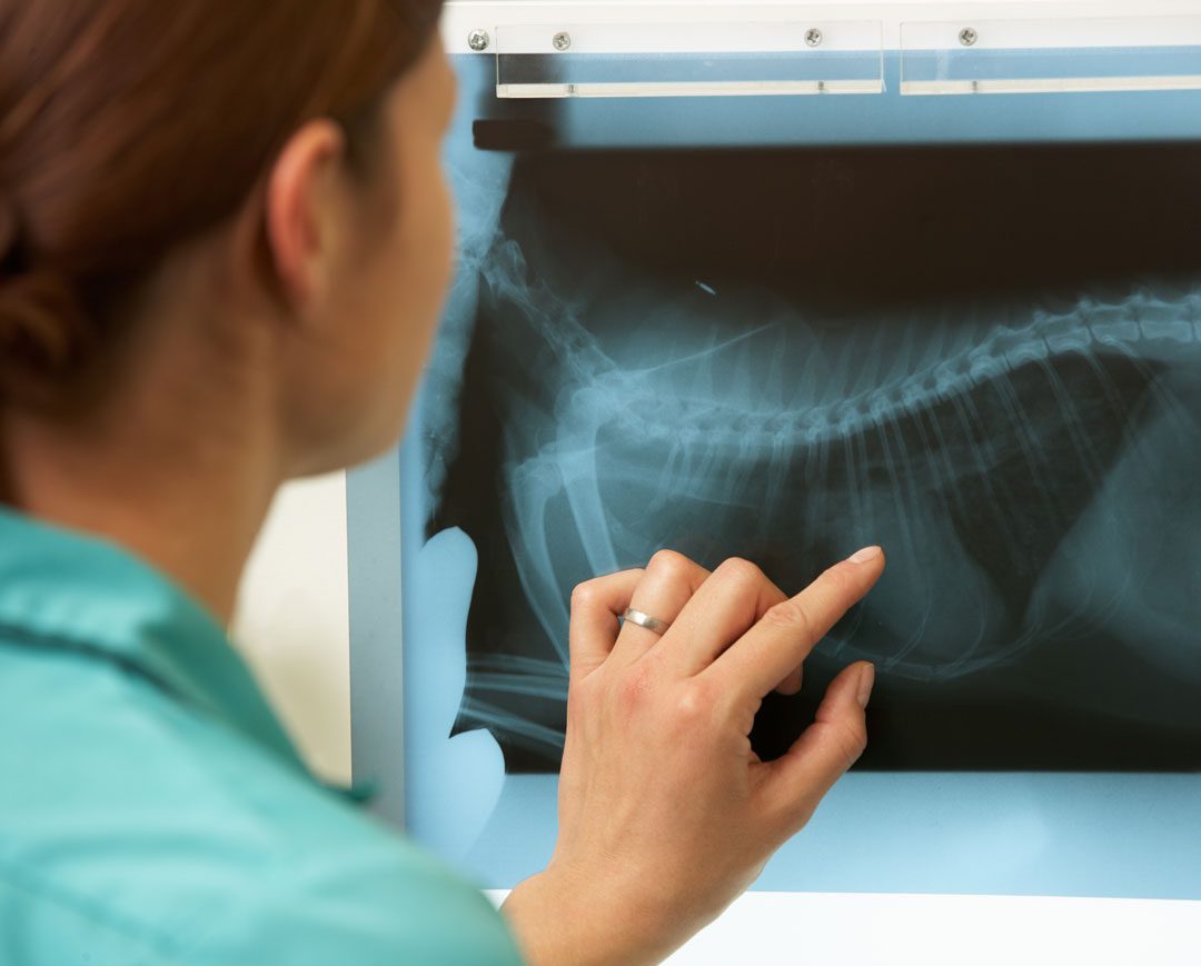 female veterinarian looking at dog x-ray